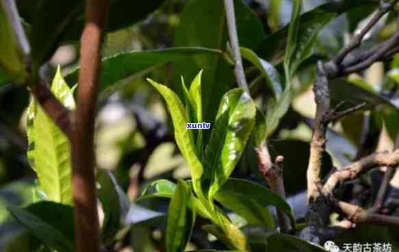 野生古树茶图片，探索大自然的珍宝：野生古树茶图片