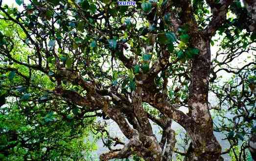 野生古树茶图片，探索大自然的珍宝：野生古树茶图片