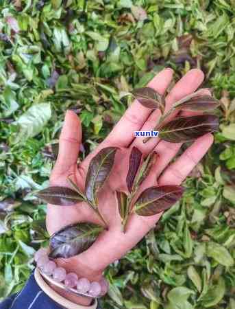 勐古树茶是什么茶价格，《揭秘勐古树茶：究竟是一种什么茶，其市场价格又是多少？》