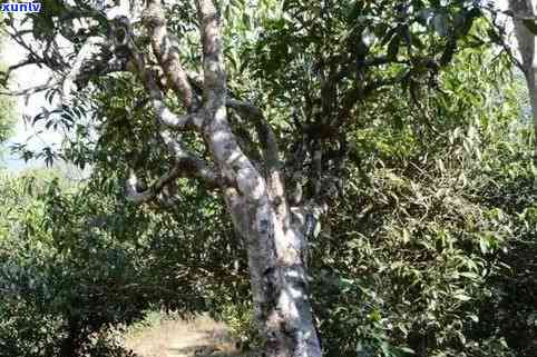 勐古树茶特点口感，探寻古老韵味：勐古树茶的独特口感与特点