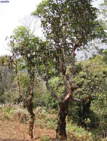 保塘古树茶是什么茶-保塘古树茶是什么茶叶