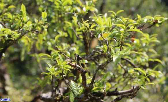 龙帕古树茶是什么茶-龙帕古树茶是什么茶叶