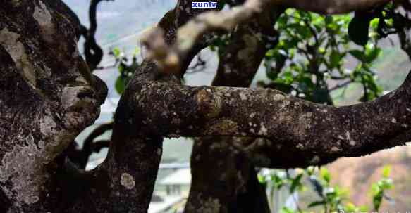 忙肺古树茶图片，探索云南特色：揭秘忙肺古树茶的美丽图片