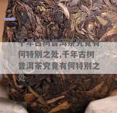 百年古树茶是什么茶-百年古树茶是什么茶叶