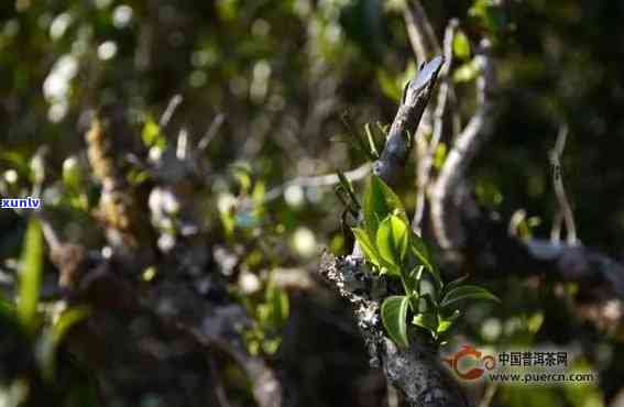 莽野古树茶是什么茶-莽野古树茶是什么茶类