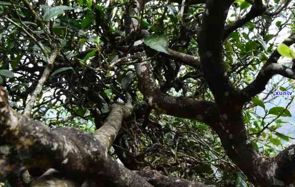 临沧古树茶是什么茶-临沧古树茶是什么茶种