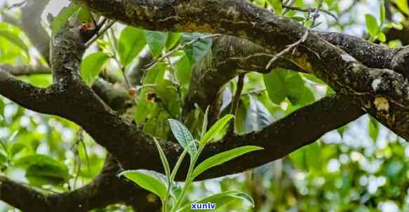 海古树茶是什么茶种，探秘茶叶世界：海古树茶的品种归属