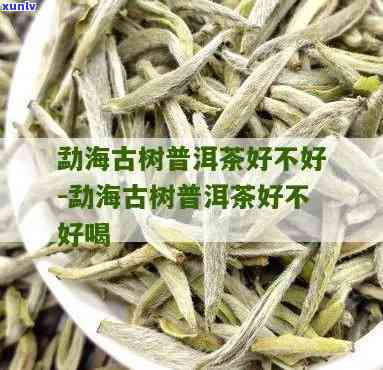 海古树茶是什么茶-海古树茶是什么茶叶