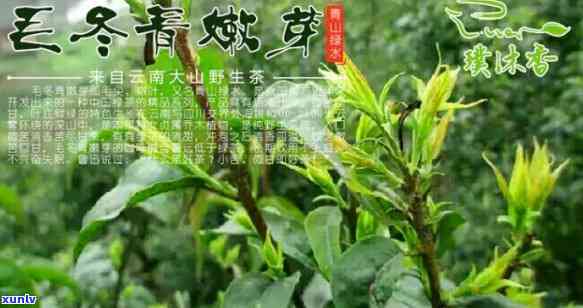 云南野生:毛冬青茶，《品味大自然：探索云南野生毛冬青茶的魅力》