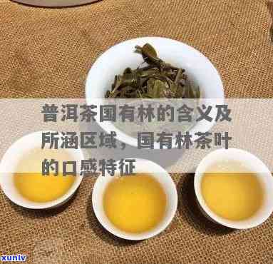 揭示国有林茶的独特特点与含义