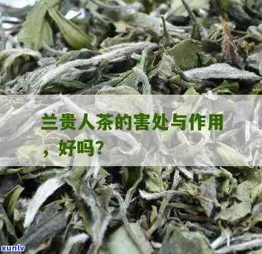 兰贵人茶的口感：独特特性及评价