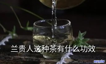 云南兰贵人茶的功效-云南兰贵人茶的功效好处