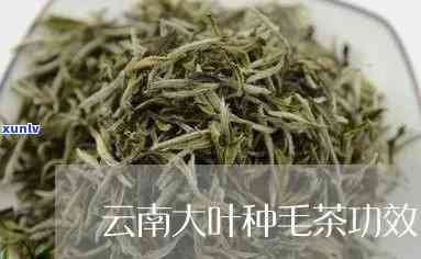 大叶种毛茶的品质特点，大叶种毛茶：品质特点解析