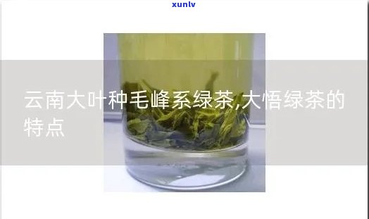 大叶种毛茶的品质特点，大叶种毛茶：品质特点解析