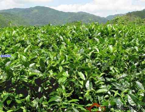 云南临沧云兴茶业，探索云南临沧云兴茶业的茶叶 *** 工艺和历