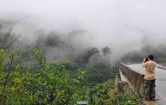 云南六大茶山：邦崴野生茶价格与全介绍