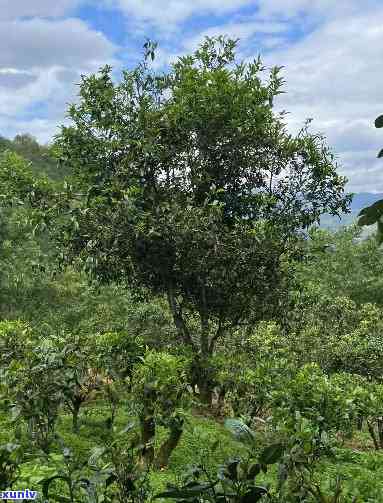 凤庆县古茶树：探寻其分布与特点