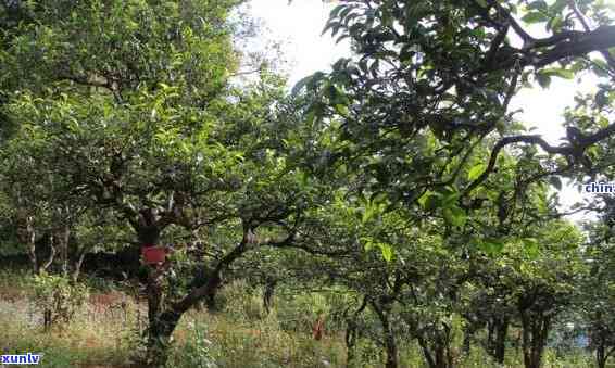 凤庆县古茶树：探寻其分布与特点