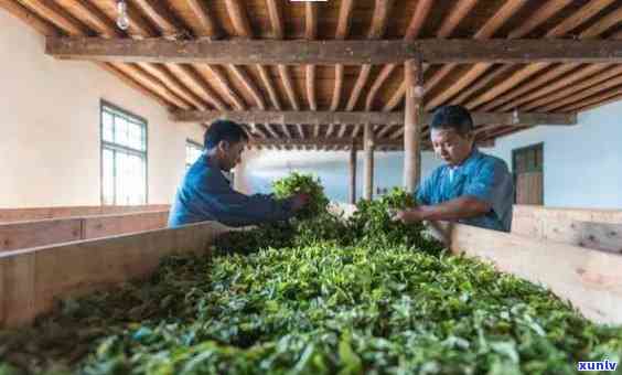 云南临沧凤庆茶厂，探索云南临沧凤庆茶厂：传统与现代的完美结合