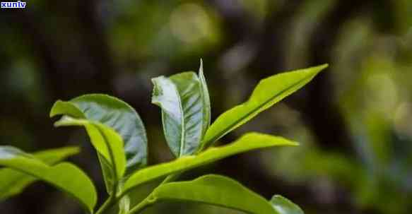 云南大叶种茶的特点味感好，探秘云南大叶种茶：独特口感的味觉享受