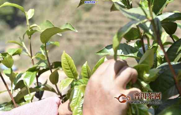 云南大叶种茶的特点味感好，探秘云南大叶种茶：独特口感的味觉享受