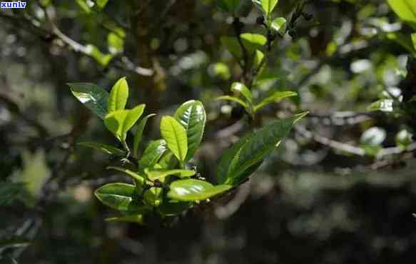 云南大叶种茶的特点味感好，探秘云南大叶种茶：独特口感的味觉享受