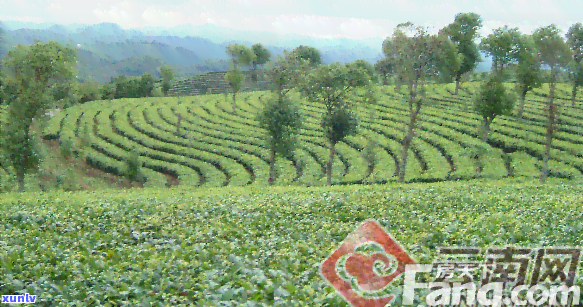 云南省推进茶企上市-云南省推进茶企上市的措