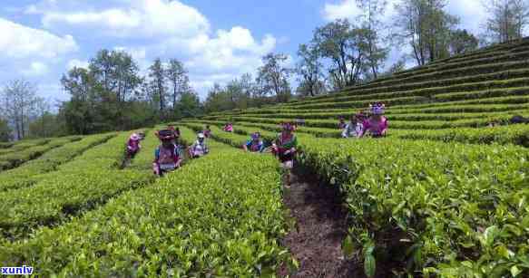 云南省推进茶企上市-云南省推进茶企上市的措