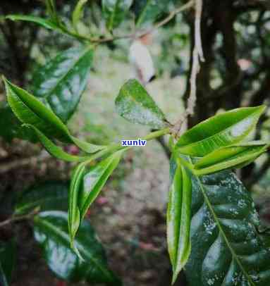 东半山茶的特点，探索东半山茶的独特特点：一种独特的茶叶体验