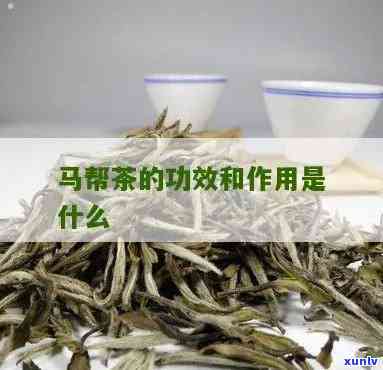 马帮茶是什么，解密马帮茶：一种独特的中国茶叶品种