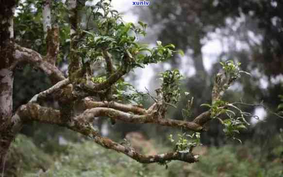 云南古树茶茶树图片，探索云南：古老而神秘的古树茶茶园图片