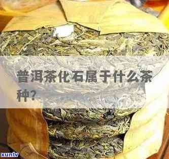 云南茶化石：究竟属于哪种茶类？