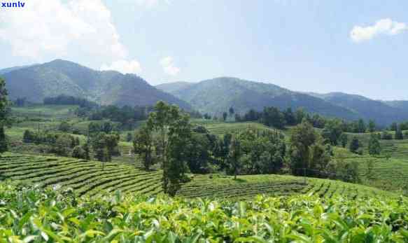 云南省有几大茶区，揭秘云南：探究其拥有的五大重要茶区