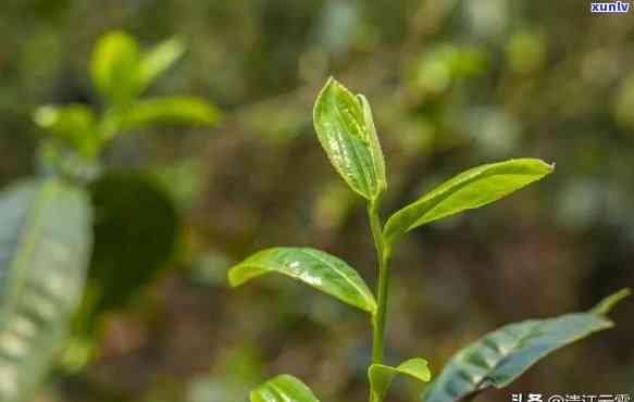 云南省有几大茶区，揭秘云南：探究其拥有的五大重要茶区