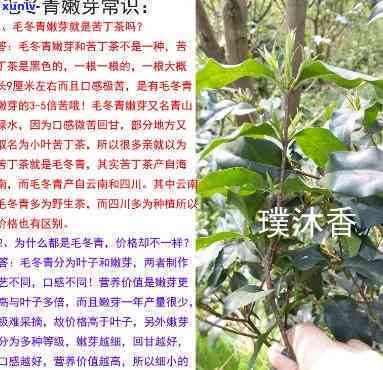 云南的野山茶毛冬青-云南纯天然野生茶毛冬青