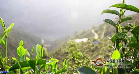 探秘云南古茶山：景区介绍与产品产出