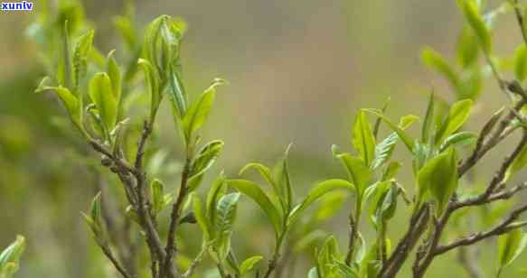 云南保山茶春桥简历，保山茶春桥：云南的绿色名片，品味自然的味道