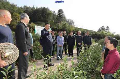 茶树嫁接技术要点，掌握茶树嫁接技术要点，提升茶叶品质与产量