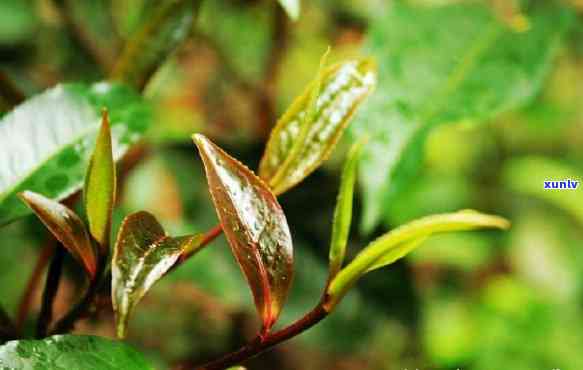 云南野生紫芽茶图片高清，高清美图：探寻云南野生紫芽茶的神秘世界