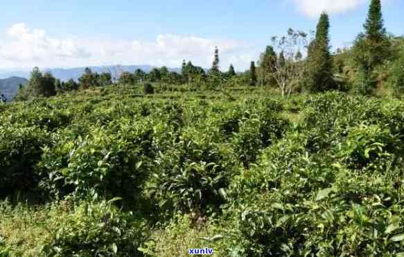 下关茶产区：揭秘优质原料及独特茶文化