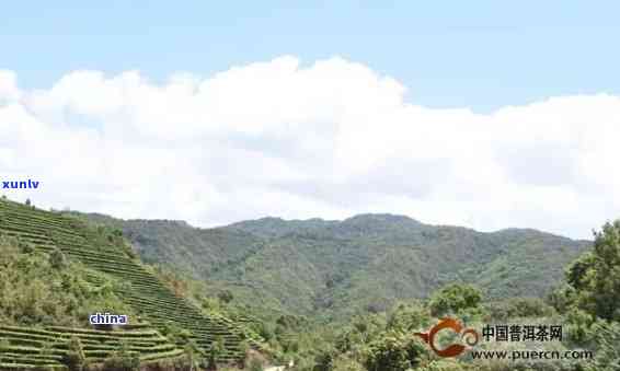 下关茶产区：揭秘优质原料及独特茶文化