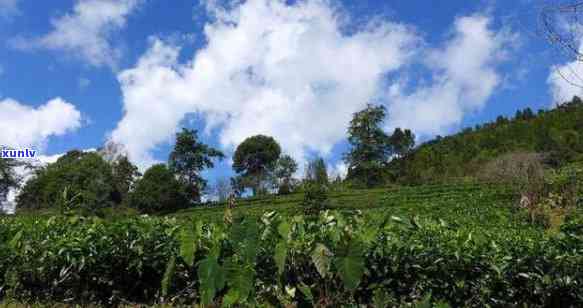 云南六大茶山图片高清，高清美图：探秘云南六大茶山的神秘风光