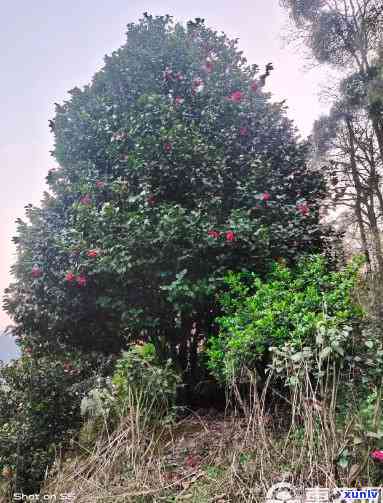 云南更大茶花树：位置与大小全揭秘