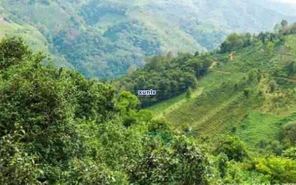 云南布朗山茶山图片全景，探索云南美景：布朗山茶山全景图片