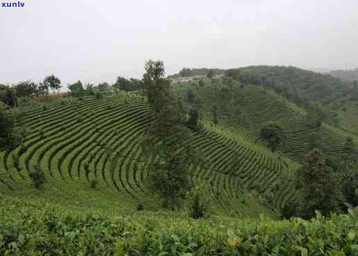 云南布朗山茶区：位置与特色简介