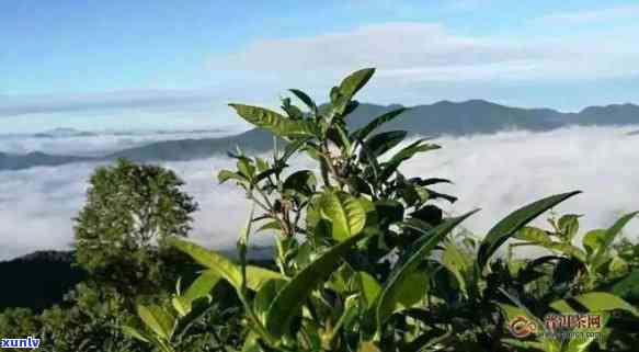 云南布朗山茶区：位置与特色简介