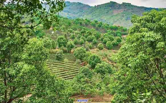 云南布朗山茶山图片-云南布朗山茶山图片全景