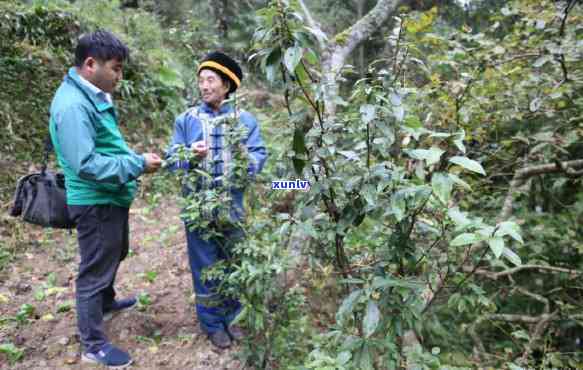 云南野生小山茶——揭示其泡水喝的功效与 ***  *** 