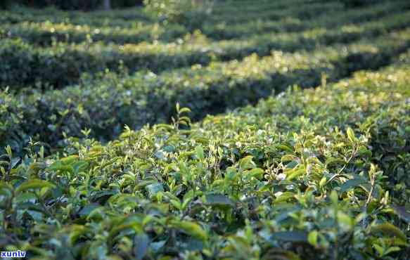 下关云南方茶怎么样，探索云南风味：下关云南方茶的口感与特点