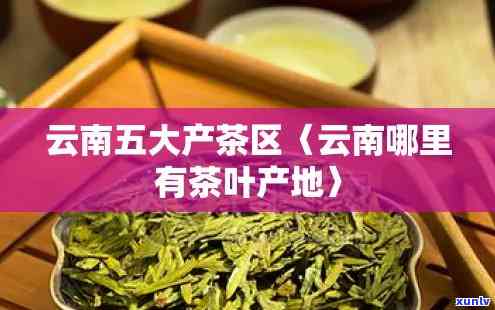 云南产茶的地方在哪里，揭秘云南产茶的地点